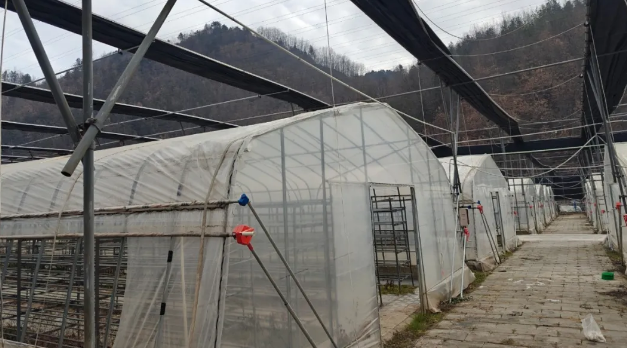 烽云物联团队完成镇安香菇智慧种植项目——实现大棚数字化管理