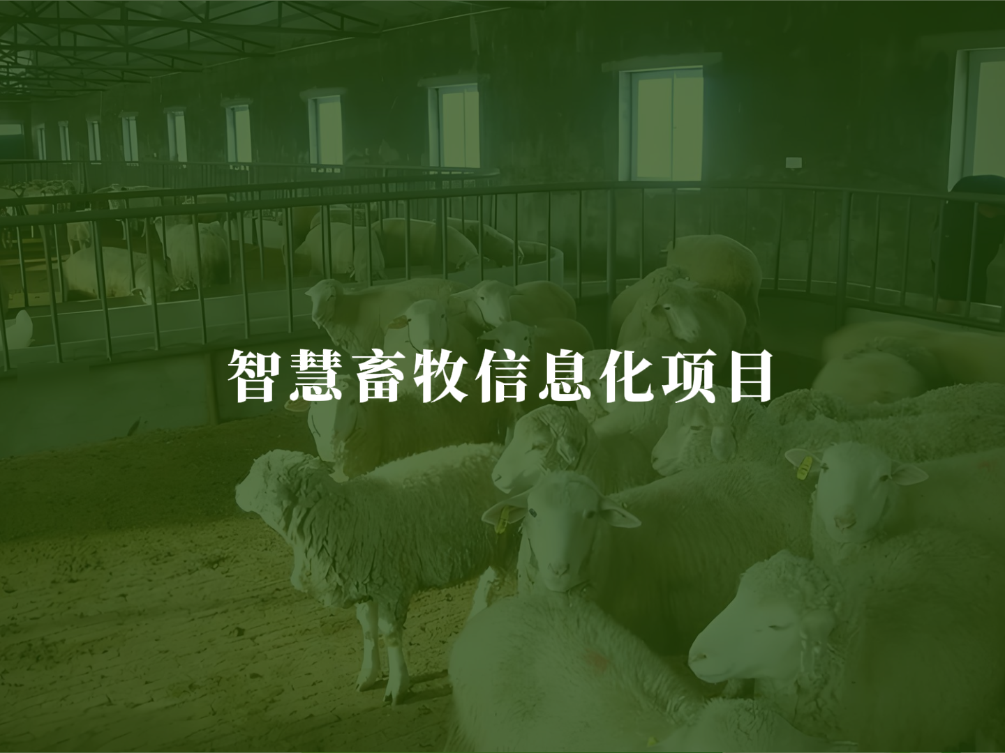 智慧畜牧信息化项目