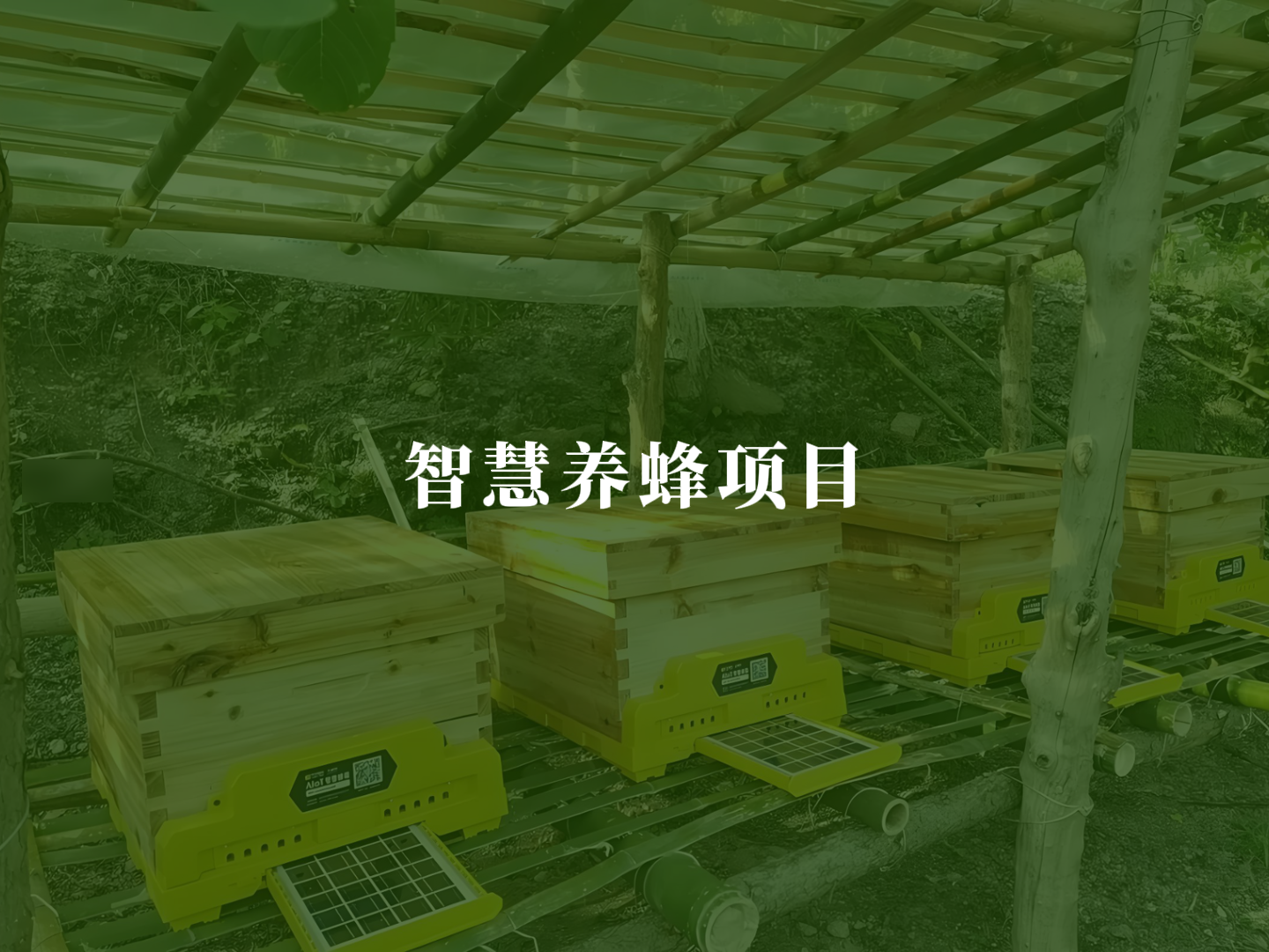 智慧养蜂项目