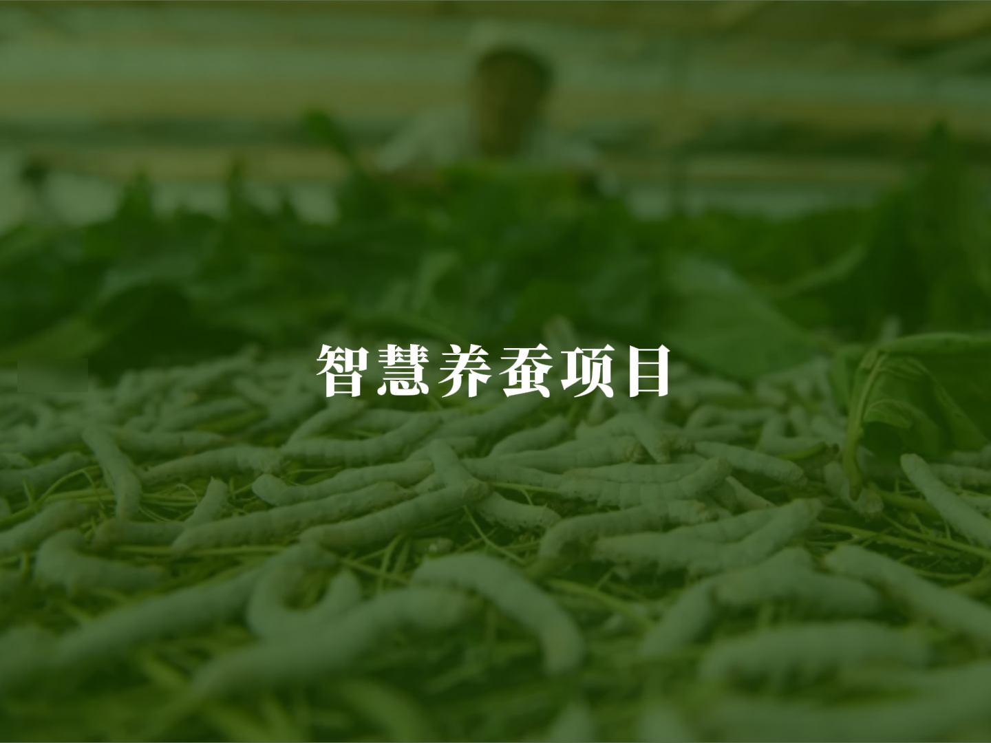智慧养蚕项目