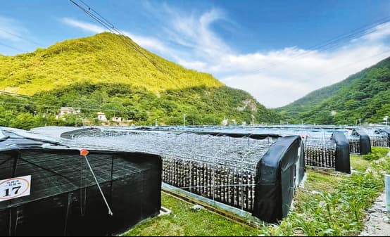 柞水县“小木耳大产业”数字信息化提升项目